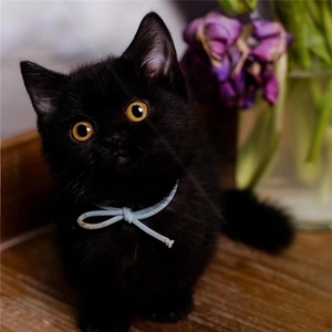 中华田园猫黑色纯黑