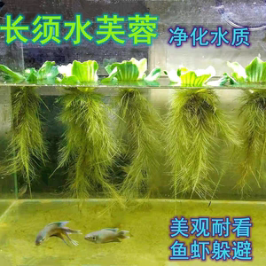 芙蓉莲水生植物水培植物大藻水莲浮萍水芙蓉净化水质去NO3水草缸
