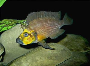 三湖慈鲷珍珠黄金面具金头虎贝壳黑水泼喷虎坦鲷观赏鱼活体进口f1