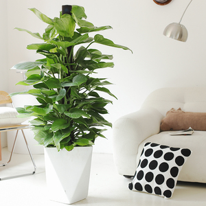 绿萝柱大型盆栽植物室内大叶绿叶绿箩除甲醛绿植防辐射网红花卉