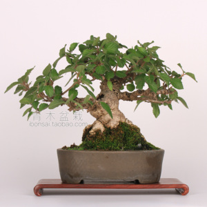 土佐水木盆景 日本盆景 小品盆景 微型盆景x