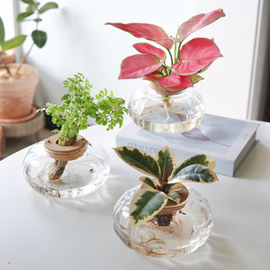 【南瓜玻璃】水培植物桌面水养绿植办公室内如意皇后水养盆栽
