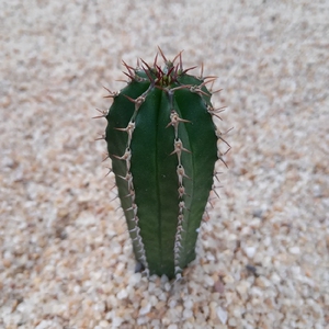 特价大将军 开花仙人柱球掌防辐射易养美观植物盆栽