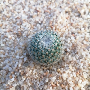 特价希望丸 开花实生仙人球掌防辐射易养美观多肉植物盆栽