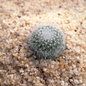 特价长毛雪猿玉翁 开花实生仙人球掌防辐射易养美观多肉植物盆栽