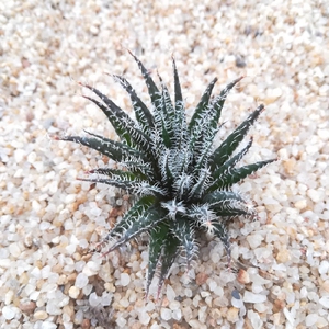 特价琉璃姬孔雀 十二卷属多肉植物办公室内防辐射绿植盆栽