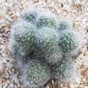 mr_jiongjiong淘宝银蝶丸群生一物一拍宝山属子孙球属开花仙人球