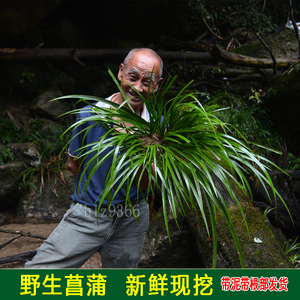 金钱菖蒲野生虎须龙须石菖蒲水培植物盆景花卉微景观办公特价盆栽