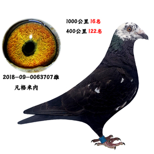 杨阿腾信鸽活体幼鸽名家黑金刚种鸽鸽子活体信鸽成绩鸽种鸽幼赛鸽