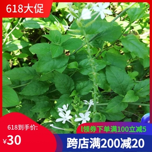 白花丹百花丹白雪花千里及乌面马一见消猛老虎千槟榔新鲜野生500g