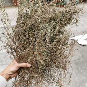 人字草中草药500克中药材三叶人字草新鲜干货苍蝇翅 掐不齐三叶草