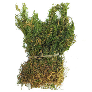 野生薄叶石上柏中药材深绿卷柏500克地侧柏梭罗草地梭罗草 可磨粉