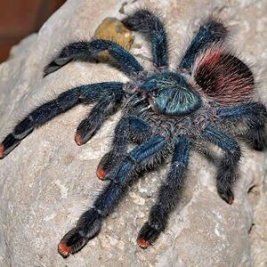 圭亚那粉趾2-3cm温顺无毒宠物蜘蛛活体树栖活泼可爱捕鸟蛛