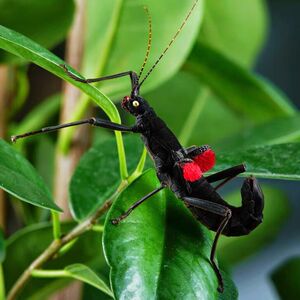 秘鲁黑魔鬼竹节虫活体卵宠物昆虫呆萌温顺 科普教学运输包风险