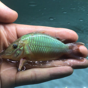 00四月天淘宝野生长吻巨无霸鼠鱼 8-10cm 鼠鱼 观赏鱼 可批发预定0