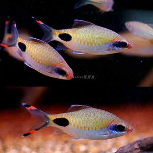 【宅鱼推荐】黑影道人苗1-3cm四条