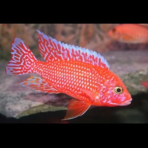 【精品发色】龙血火焰红8-11cm