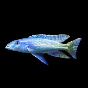 00木木属驴的淘宝三湖慈鲷大马类鱼苗雪花豹酷斯拉新马头鸟嘴观赏鱼