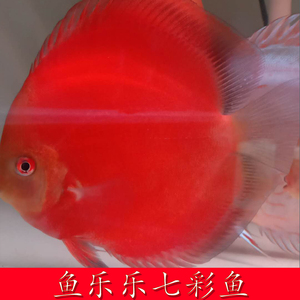 七彩神仙鱼苗活体三r红金精品鱼房 观赏热带种鱼