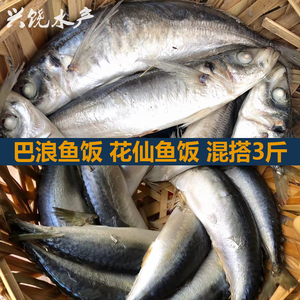 巴浪鱼饭花仙鱼饭2种混搭3斤广东省内包邮潮汕特产打冷海鲜大排档