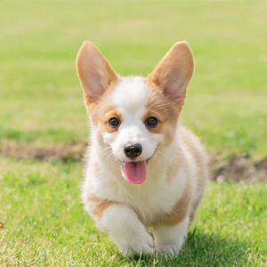 威尔士柯基幼犬纯种活物宠物狗双色小短腿幼崽长不大狗狗家养