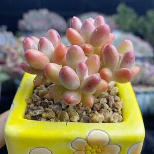 精控香水 苹果奶酪小老桩 多肉植物 小萌物 晗雨多肉