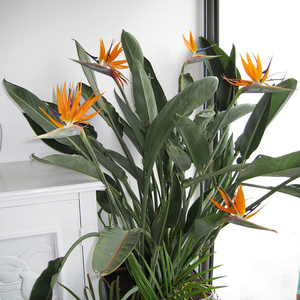 何芷莹66淘宝鹤望兰天堂鸟花苗矮土禾一号高三号室内外高档绿植盆栽