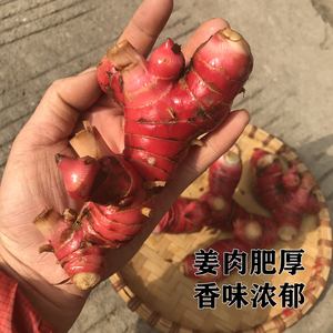 红皮姜