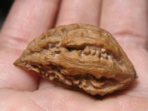 文玩核桃东北秋子精品楸子异形单只单边辣椒挂坠dz126