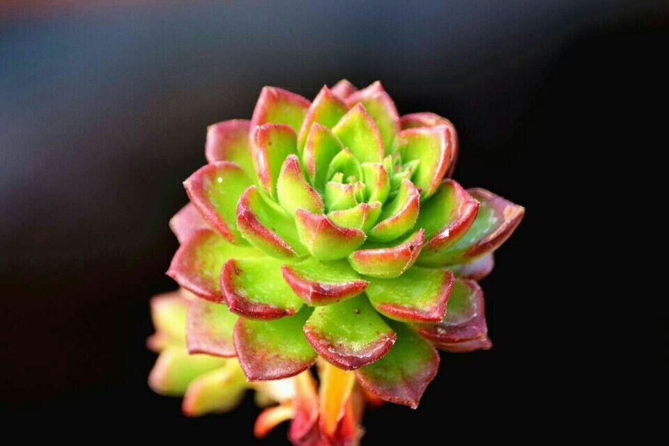 鲜切花勿忘我团购专享 直播福利 多肉植物图谱粉丝专享丨南京小花