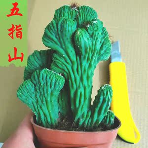 000人付款淘宝山影拳室b内好养盆栽虎头山影仙人山五指山盆景山影植物