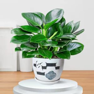 小叶金钻盆栽四季常青净化空气植物室内办公室桌面绿植花卉红钻