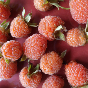 浙江农家鲜果新鲜现摘红覆盆子野生山莓树莓次泡果水果野草莓包邮