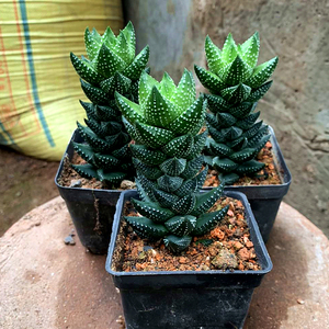 九龙塔多肉植物镇宅十二卷属新手趣味花卉办公桌盆栽防辐射九轮塔