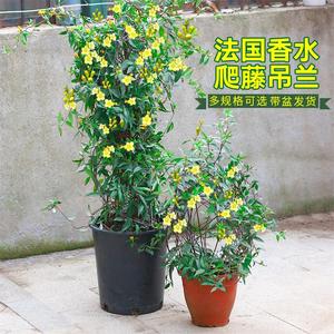法国香水盆栽花苗带花苞香水茉莉爬藤绿植物阳台室内花卉四季开花