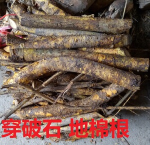 牵牛入石