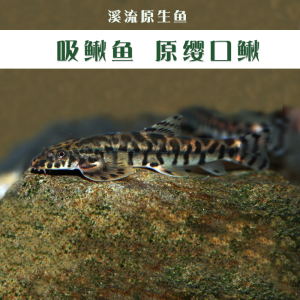 900人付款淘宝冷水清洁鱼原生鱼中华方式长泞拟腹吸鳅,双吸盘爬岩鳅