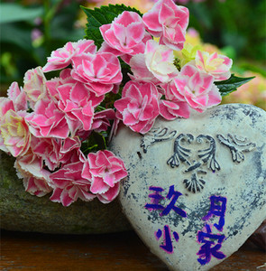 【玖月小家】进口绣球 闪闪星 新品 19包邮