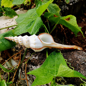 10-14厘米白色长旋螺小白旋螺收藏标本螺天然贝壳海螺地中海装饰