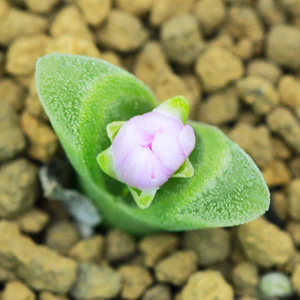 爱萌多肉优选cr3160冰风铃6年番杏肉锥属阳台盆栽 桌面萌物植物花
