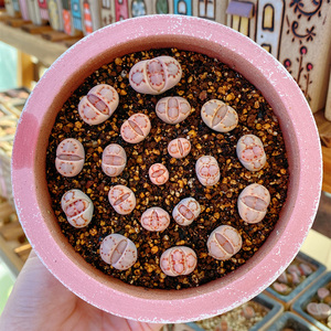 生石花多肉植物