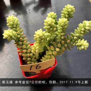 多肉植物 新玉坠玉缀 老桩多头群生伪群 一物一拍 多肉植物包邮