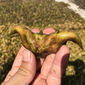 湖北洪湖菱角新鲜老菱角牛角绿菱角青棱角整箱5斤新鲜时令蔬菜