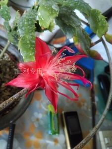 蟹爪兰新品索菲亚火焰流星sofia叶仙嫁接一片就是一小节七十包邮