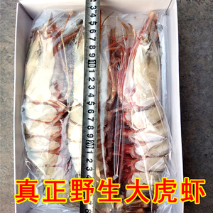 虎虾鲜活超大老虎虾新鲜竹节虾野生斑节虾特大对虾大黑虎虾3-5只