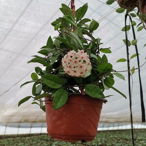 球兰花苗盆栽当年开花室内吊兰植物垂吊客厅心叶球兰整盆发货好活