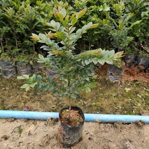 黑骨茶黑檀树苗紫檀盆栽树苗造型庭院阳台植物珍贵苗木黑骨茶苗