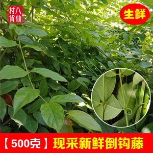 倒钩藤