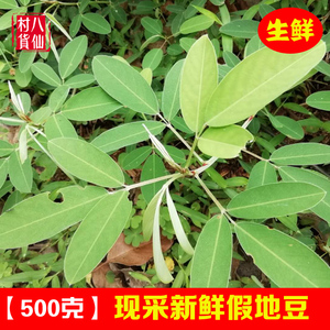 现采假地豆 新鲜野花生 中草药 异果山绿豆异叶山蚂蝗 500克包邮