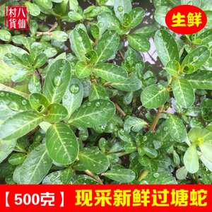 现采新鲜过塘蛇 中草药过江龙过江藤鱼鳔草水盖菜假蕹菜 500g包邮